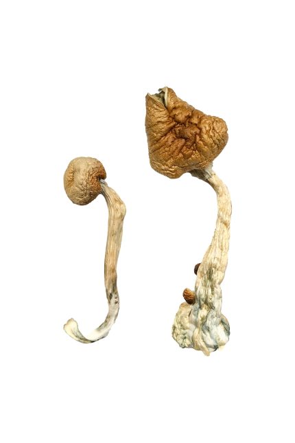 Cracker-dry African Transkei mushrooms featuring golden convex caps and slender cream stems showing dark blue psilocin bruising