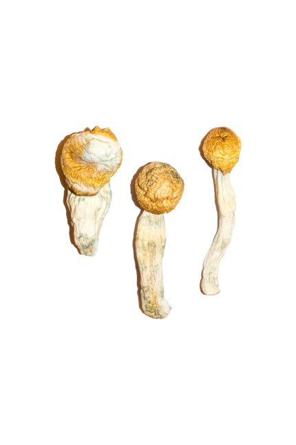 Authentic dried Penis Envy magic mushrooms showcasing thick bulbous stems and smooth rounded caps with deep indigo psilocin oxidation bruising