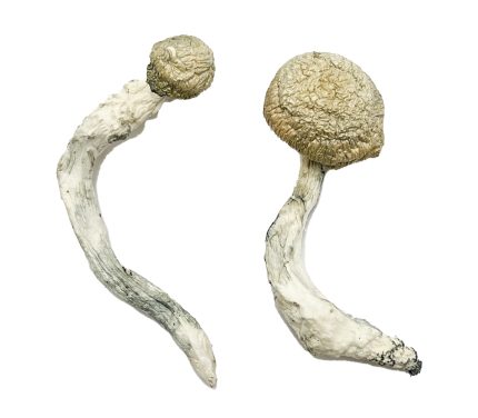 Whole dried Thrasher magic mushrooms displaying thick gnarled stems and wavy golden caps with intense indigo psilocin bluing