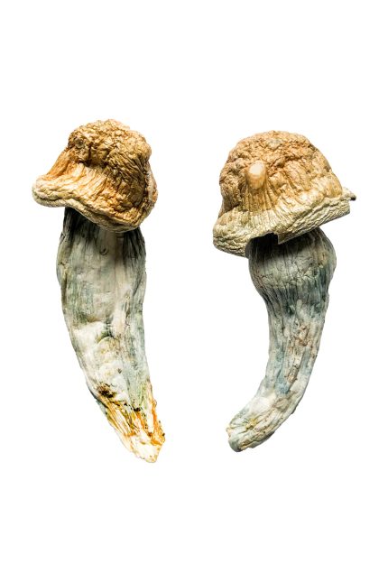 Colossal dried Penis Envy XL magic mushrooms showcasing gigantic thick fibrous stems and bulbous caps with deep azure psilocin bruising