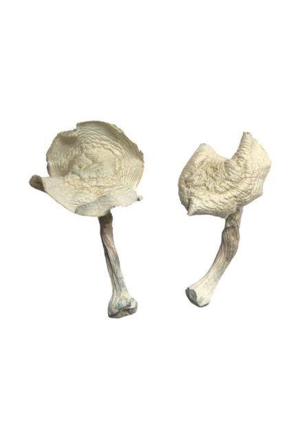 Cracker-dry Albino Louisiana mushrooms featuring ghostly porcelain-white caps and dense fibrous stems with deep azure psilocin bruising