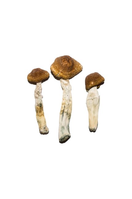 Cracker-dry Blue Meanie magic mushrooms showing dense fibrous stems covered in heavy indigo blue psilocin bruising