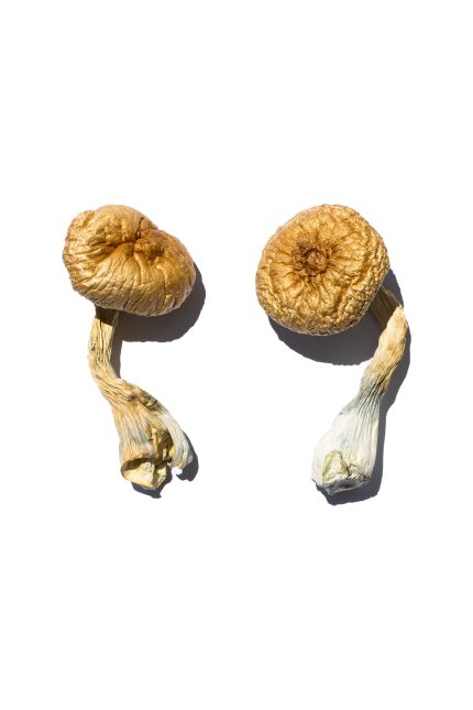 Cracker-dry Cambodian Gold magic mushrooms displaying broad golden caps and thick fibrous stems with azure blue psilocin bruising