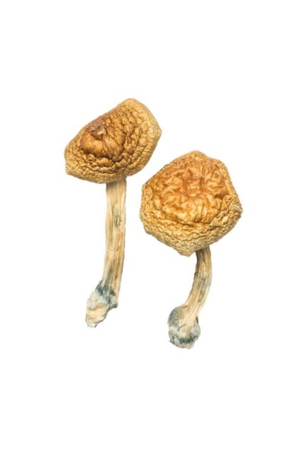 Cracker-dry Golden Mammoth magic mushrooms featuring large golden umbrella caps and thick fibrous stems showing intense blue psilocin bruising