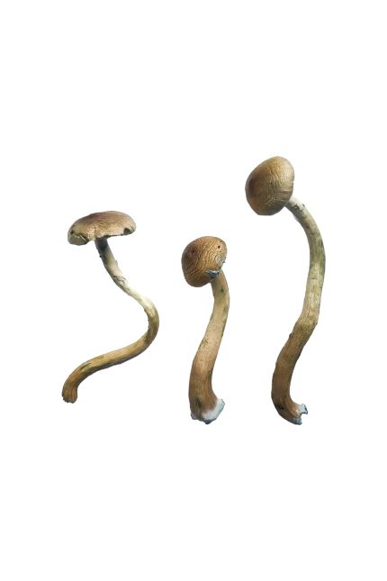 Three whole dried Golden Teacher magic mushrooms showcasing tall slender curved stems and smooth golden-caramel caps with basal blue bruising
