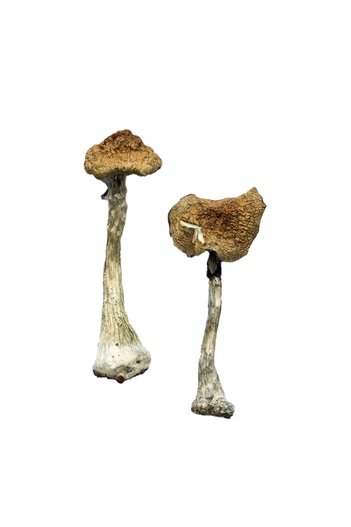 Two tall dried A+ magic mushrooms with textured cream-colored caps and slender blue-bruised white stems against a clean white background Two tall dried A+ magic mushrooms with textured cream-colored caps and slender blue-bruised white stems against a clean white background